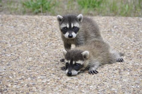 when do raccoon babies leave mom.